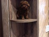 Toy Poodle Kore Bebekler