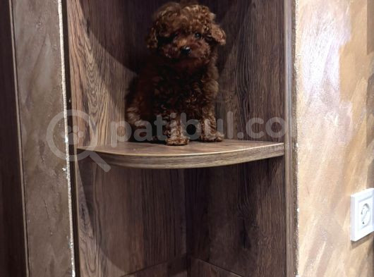 Toy Poodle Kore Bebekler görsel