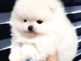 POMERANİAN BOO TEDDY YAVRULAR