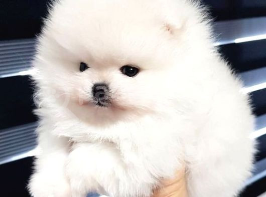 Pomerani̇an Boo Teddy Yavrular