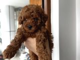Safkan Secereli Poodle Yavruları