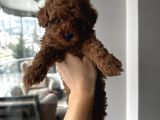 Safkan Secereli Poodle Yavruları