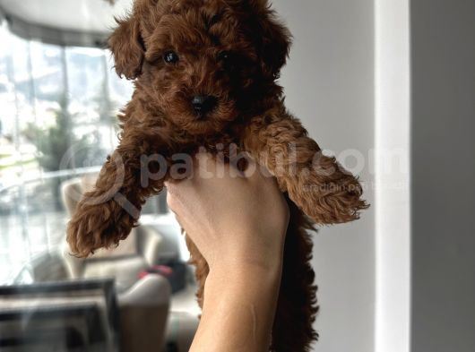 Safkan Secereli Poodle Yavruları görsel