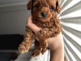 Safkan Secereli Poodle Yavruları