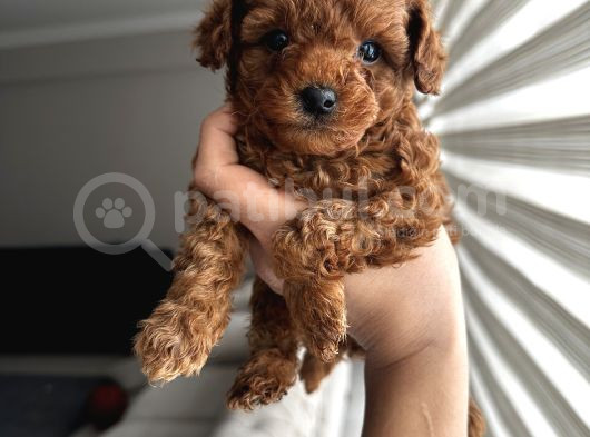 Safkan Secereli Poodle Yavruları görsel