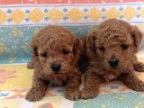 Tooy poodle cinsi yavrular Dişi erkek mevcuttur