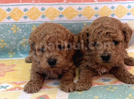 Tooy Poodle Cinsi Yavrular Dişi Erkek Mevcuttur
