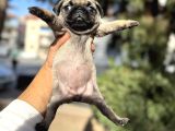 Pug Mops Bebekler