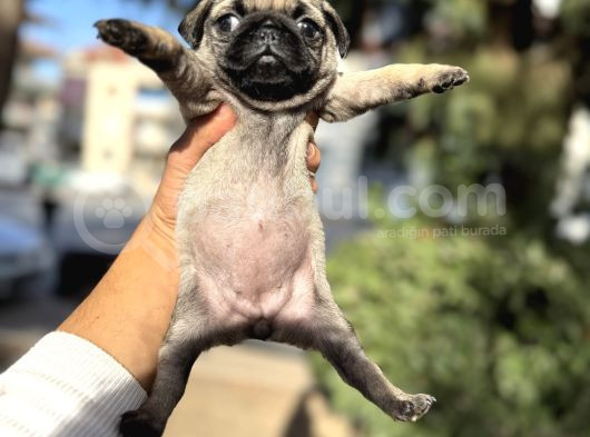 Pug Mops Bebekler görsel