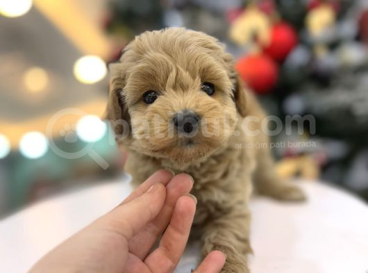 Minnos   Maltipoo görsel