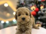 Minnos   maltipoo
