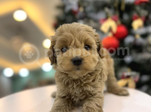 Minnos   Maltipoo