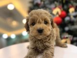 Minnos   Maltipoo