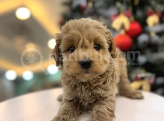 Minnos   Maltipoo görsel