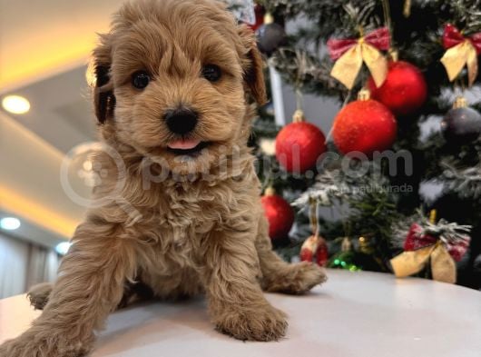 Minnos   Maltipoo görsel