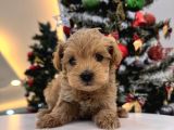 Orjinal Maltipoo Bebeklerim