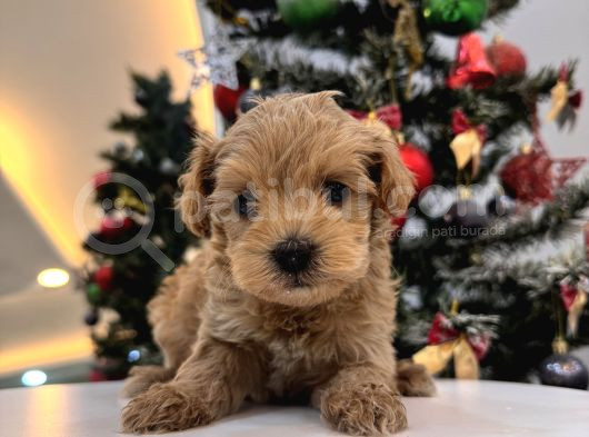 Orjinal Maltipoo Bebeklerim görsel