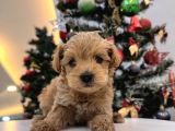 Orjinal Maltipoo Bebeklerim