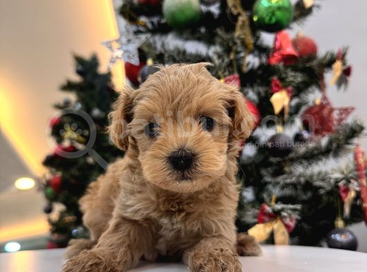 Orjinal Maltipoo Bebeklerim görsel