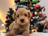 Orjinal Maltipoo Bebeklerim