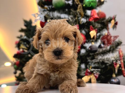 Orjinal Maltipoo Bebeklerim görsel