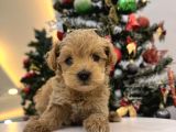 Orjinal maltipoo bebeklerim