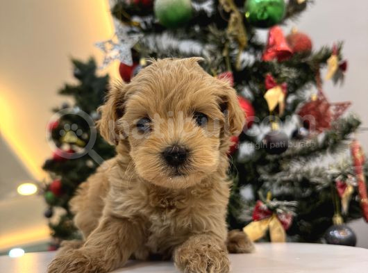 Orjinal Maltipoo Bebeklerim