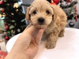 Güzeller güzeli maltipoo bebeğim