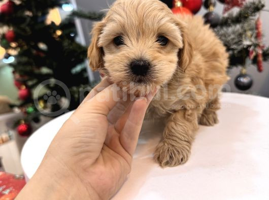Güzeller Güzeli Maltipoo Bebeğim