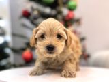 Güzeller Güzeli Maltipoo Bebeğim