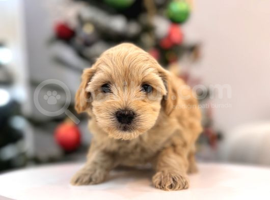 Güzeller Güzeli Maltipoo Bebeğim görsel