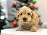 Güzeller Güzeli Maltipoo Bebeğim
