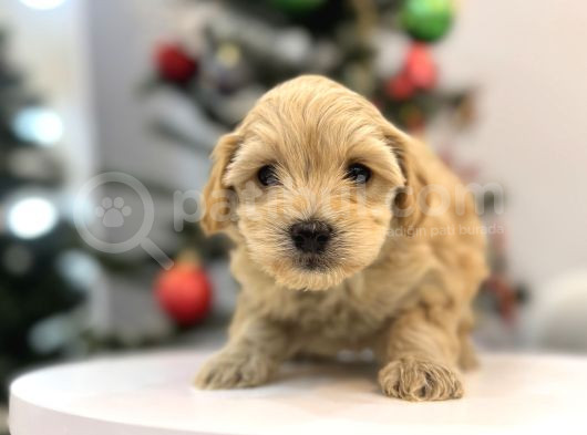 Güzeller Güzeli Maltipoo Bebeğim görsel