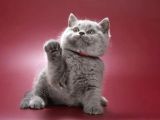 Kara Sevda Gri British Shorthair