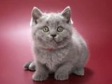 Kara Sevda Gri British Shorthair
