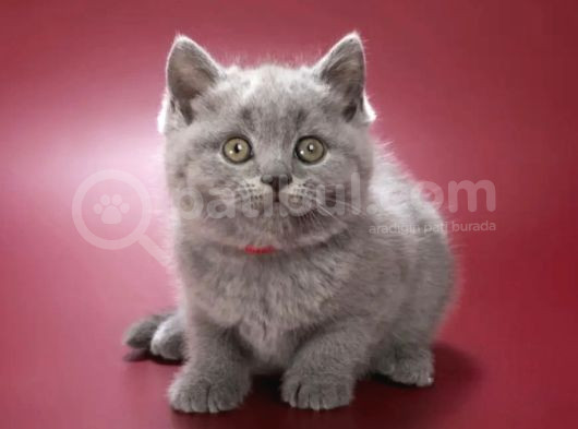 Kara Sevda Gri British Shorthair görsel
