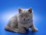 Kara Sevda Gri British Shorthair