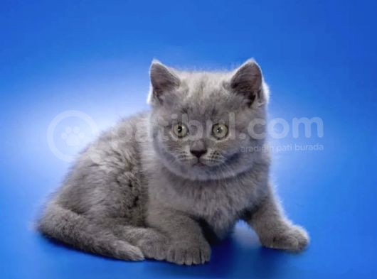 Kara Sevda Gri British Shorthair