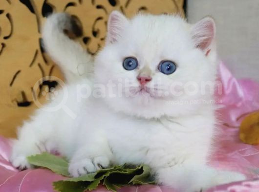 Mavişim Silver British Shorthair