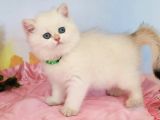 Mavişim Silver British Shorthair