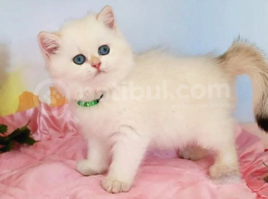 Mavişim Silver British Shorthair görsel