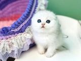 Top Kafacık Silver Scottish Fold