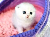 Top Kafacık Silver Scottish Fold