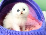 Top Kafacık Silver Scottish Fold