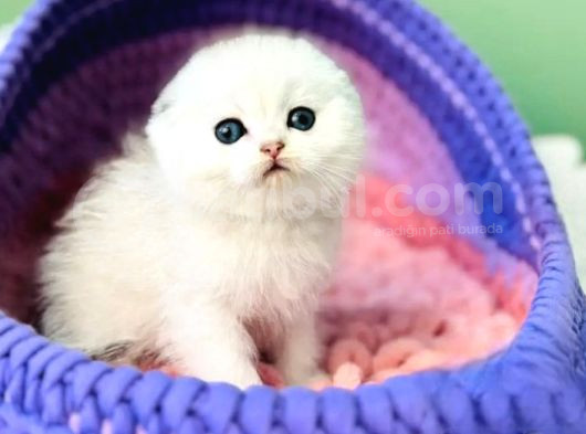 Top Kafacık Silver Scottish Fold görsel