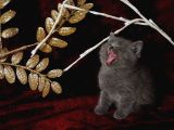 Yeni Yıla Yeni Ailemizle Girmek İstiyoruz