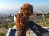 6 Aylık Erkek Toy Poodle