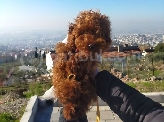 6 Aylık Erkek Toy Poodle görsel