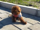 6 aylık erkek Toy poodle
