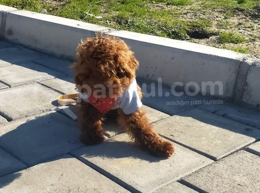 6 Aylık Erkek Toy Poodle